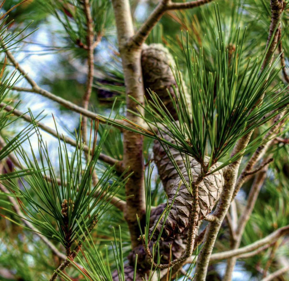 trees